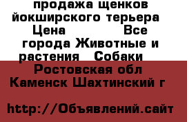 продажа щенков йокширского терьера › Цена ­ 25 000 - Все города Животные и растения » Собаки   . Ростовская обл.,Каменск-Шахтинский г.